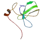 Ribosomal Protein L6 (RPL6)