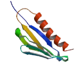 Ribosomal Protein L9 (RPL9)