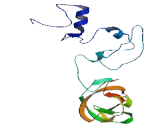 Ribosomal Protein S1 (RPS1)