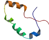 Ribosomal Protein S10 (RPS10)