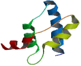 Ribosomal Protein S13 (RPS13)