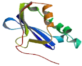 Ribosomal Protein S14 (RPS14)