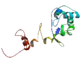 Ribosomal Protein S18 (RPS18)