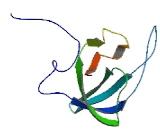 Ribosomal Protein S23 (RPS23)