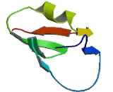 Ribosomal Protein S26 (RPS26)