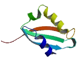 Ribosomal Protein S3 (RPS3)