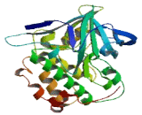 Ribosomal Protein S3A (RPS3A)