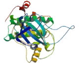 Ribosomal Protein S6 Kinase Alpha 2 (RPS6Ka2)