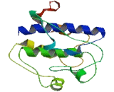 Ribosomal Protein S6 Kinase Like Protein 1 (RPS6KL1)