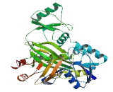 Ribosomal Protein S6 Modification Like Protein A (RIMKLA)