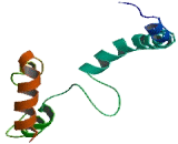 Ribosomal RNA Processing 15 Homolog (RRP15)