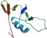 Ribosomal RNA Processing 7 Homolog A (RRP7A)