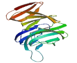 Ribosomal RNA Processing 9 Homolog (RRP9)