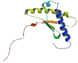 Ribosome Binding Factor A (RBFA)