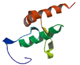 Ring Finger Protein 144 (RNF144)