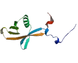 Ring Finger Protein 146 (RNF146)