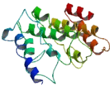 Ring Finger Protein 157 (RNF157)