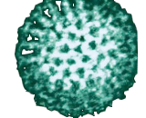 Rotavirus (RV)