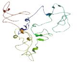 Round Spermatid Basic Protein 1 Like Protein (RSBN1L)