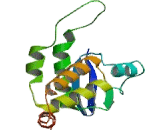 S-Phase Kinase Associated Protein 1 (SKP1)