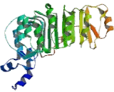 S-Phase Kinase Associated Protein 2 (SKP2)