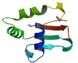 SAM Pointed Domain Containing Ets Transcription Factor (SPDEF)