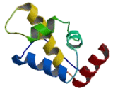 SATB Homeobox Protein 2 (SATB2)