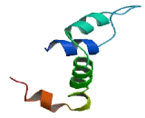 SCAN Domain Containing Protein 1 (SCAND1)