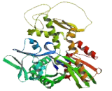 SCL/TAL1 Interrupting Locus Protein (STIL)