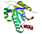 SCO Cytochrome Oxidase Deficient Homolog 1 (SCO1)