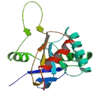 SCO Cytochrome Oxidase Deficient Homolog 2 (SCO2)