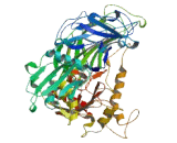 SEC16 Homolog A (SEC16A)