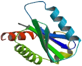 SEC22 Vesicle Trafficking Protein Homolog A (SEC22A)