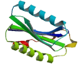 SEC22 Vesicle Trafficking Protein Homolog C (SEC22C)