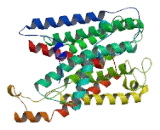 SEC61 Alpha 1 (SEC61a1)