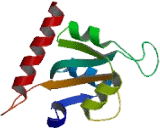 SECIS Binding Protein 2 (SBP2)