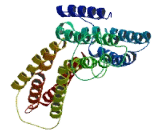 SECIS Binding Protein 2 Like Protein (SECISBP2L)