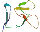 SET And MYND Domain Containing Protein 1 (SMYD1)