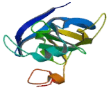 SET Domain Containing Protein 1A (SETD1A)