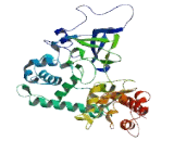 SET Domain Containing Protein 6 (SETD6)