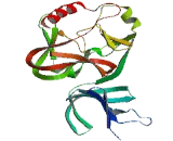 SET Domain Containing Protein 7 (SETD7)