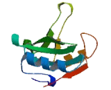 SH2 Domain Containing Protein 1B (SH2D1B)