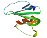 SH2 Domain Containing Protein 3C (SH2D3C)