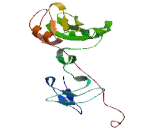 SH2 Domain Containing Protein 5 (SH2D5)