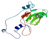 SH2 Domain Containing Protein 6 (SH2D6)