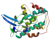 SH2 Domain Containing Protein 7 (SH2D7)