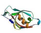 SH3 And Multiple Ankyrin Repeat Domains Protein 1 (SHANK1)