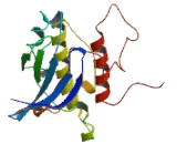 SH3 Binding Domain Kinase 1 (SBK1)