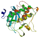 SH3 Binding Domain Kinase 2 (SBK2)