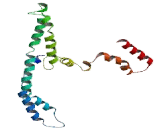 SH3 Domain Binding Protein 5 (SH3BP5)